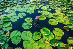  Thoeng, Plong 